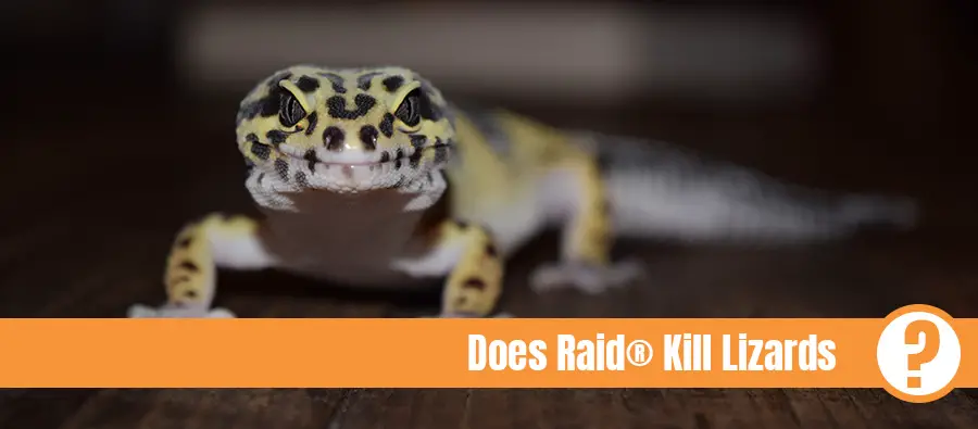 Yellow lizard with black spots from the front and the text: does Raid kill lizards?