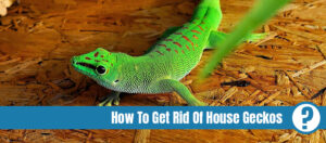 Green gecko on wood with the text: How to get rid of house geckos