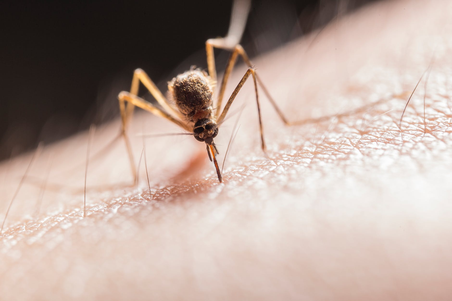Mosquito biting on human skin