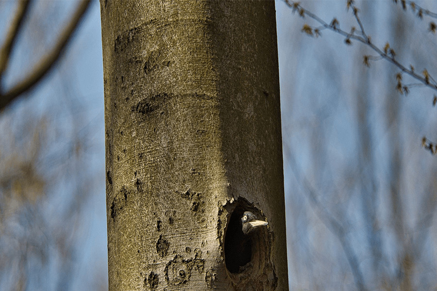 Black woodpecker inside a tree cavity