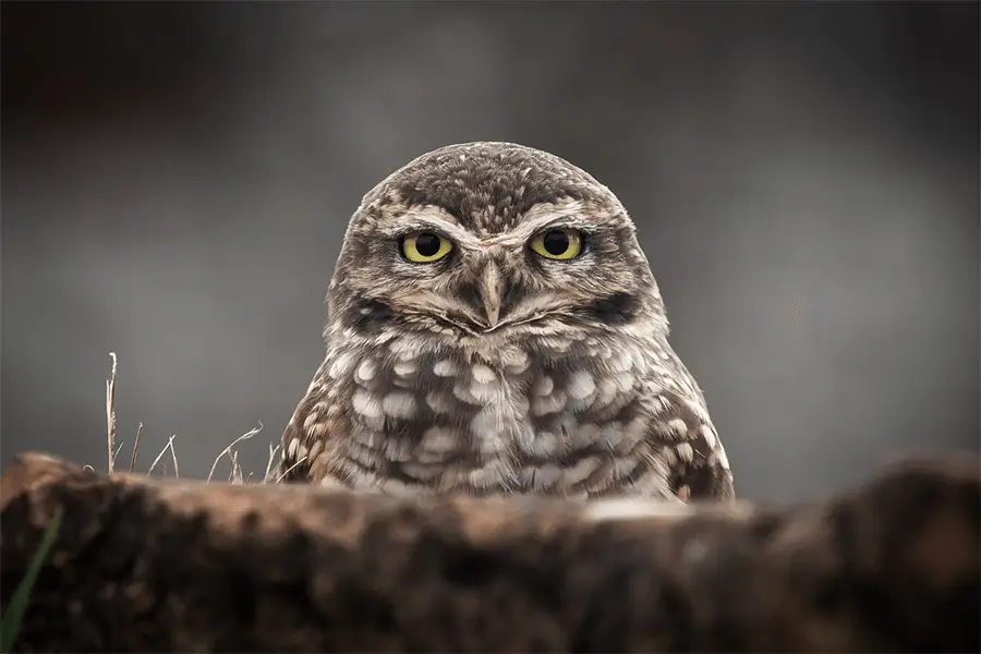 close-up view of an owl