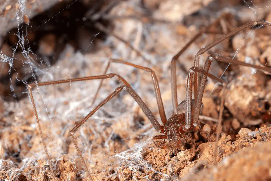 Close-up view of a brown recluse spider with spider webs and brown earth in the background