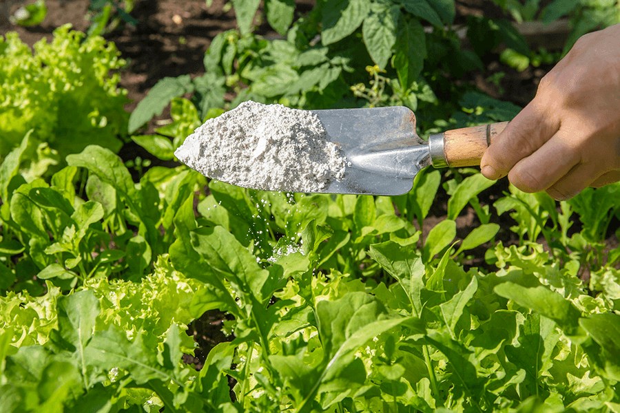 Gardener sprinkles diatomaceous earth powder for non-toxic organic insect repellent on salad in vegetable garden