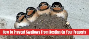Swallow's nest with text: How to prevent swallows from nesting on your property
