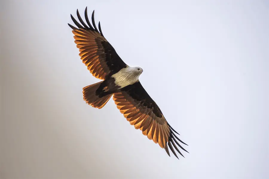 Brahminy kite flying in sky in daytime