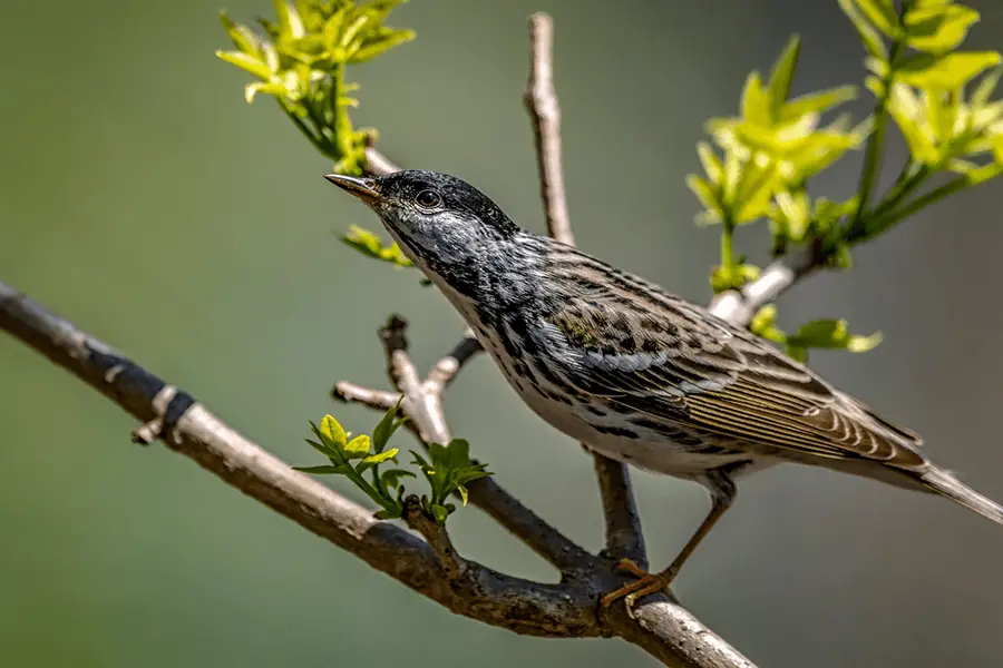 Blackpoll warbler shot off the boardwalk during spring migration