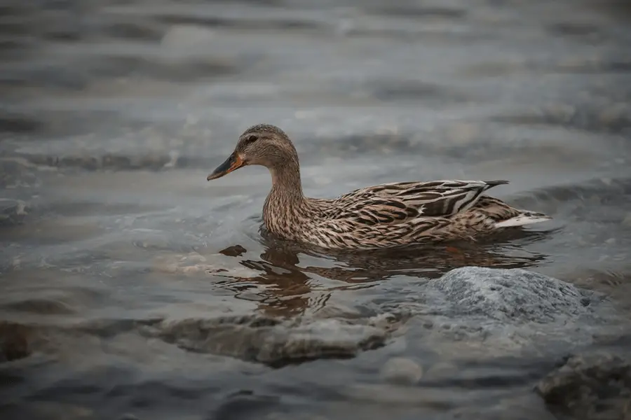 Brown duck in body of water