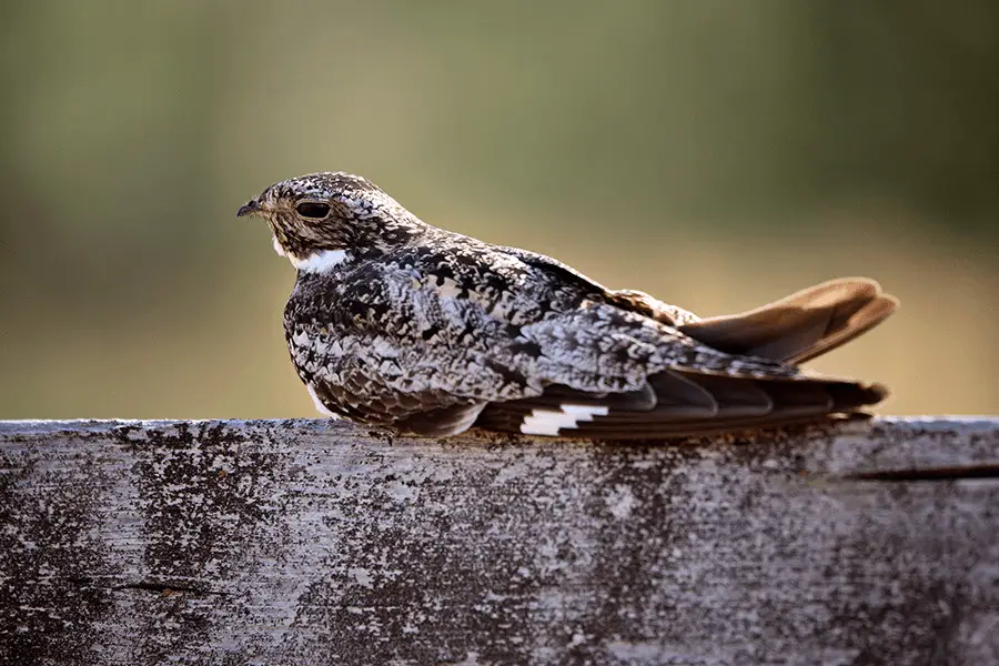 Common nighthawk resting on cross post