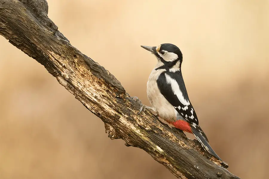 Black and white woodpecker on brown tree branch 