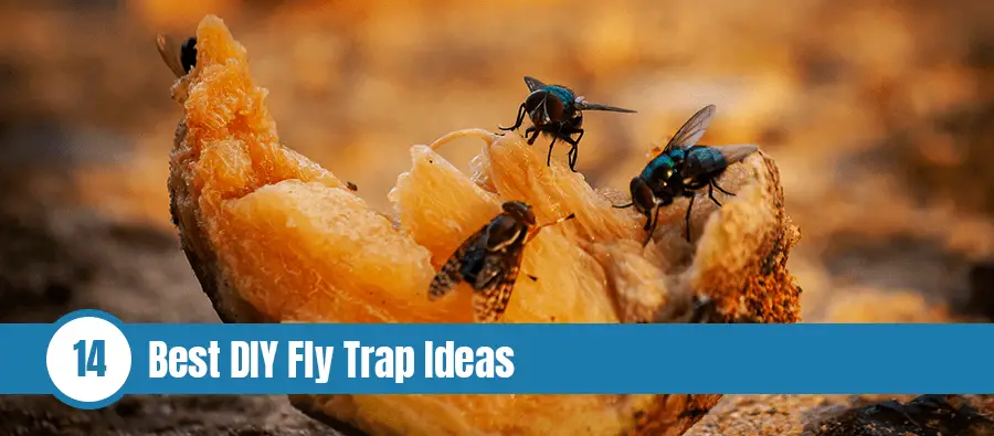 Flies are eating fruit on the ground with text: Best DIY fly trap ideas
