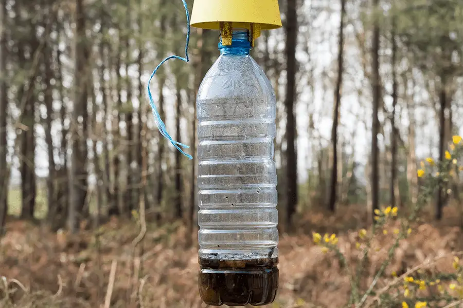 Homemade fly trap - plastic bottle yellow cap and with bait for flies hanging on tree branch