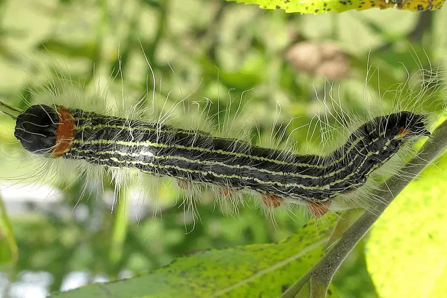 Hairy Yellow-necked caterpillar (datana ministra larva) on a tree branch