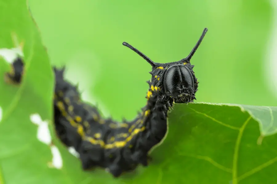 Close up of yellow-black striped oakworm eating an oak leaf