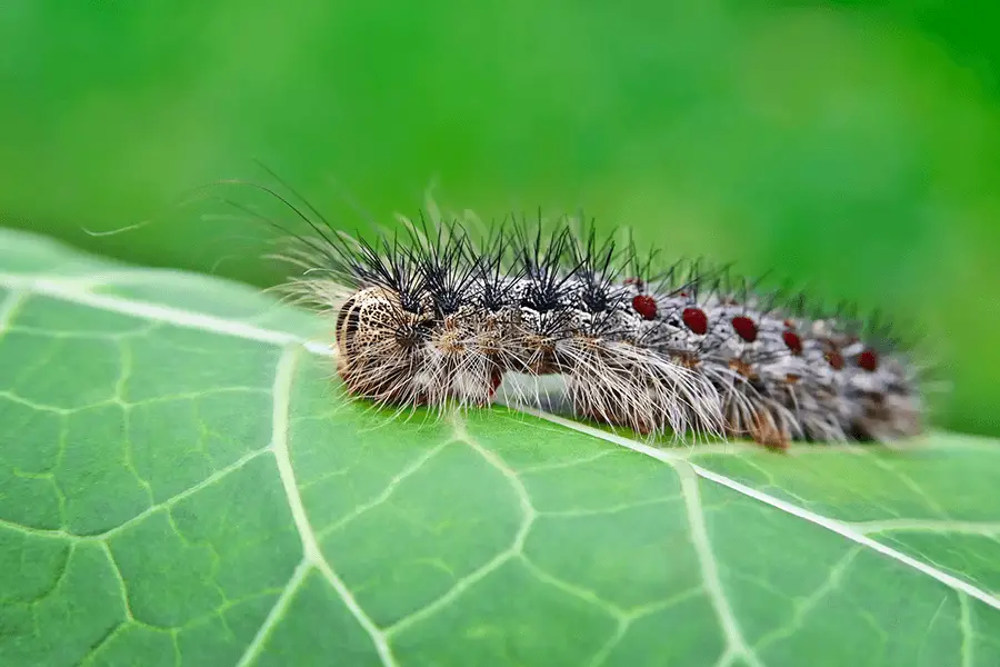 Gypsy moth caterpillar (hairy, brown-grey) crawling on young leaves
