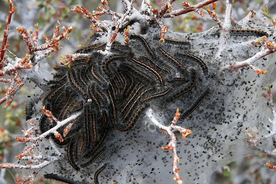 Plenty of tent caterpillar who build a big nest from silk in a tree