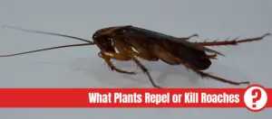 American cockroach with light effects with text: what plants repel or kill roaches