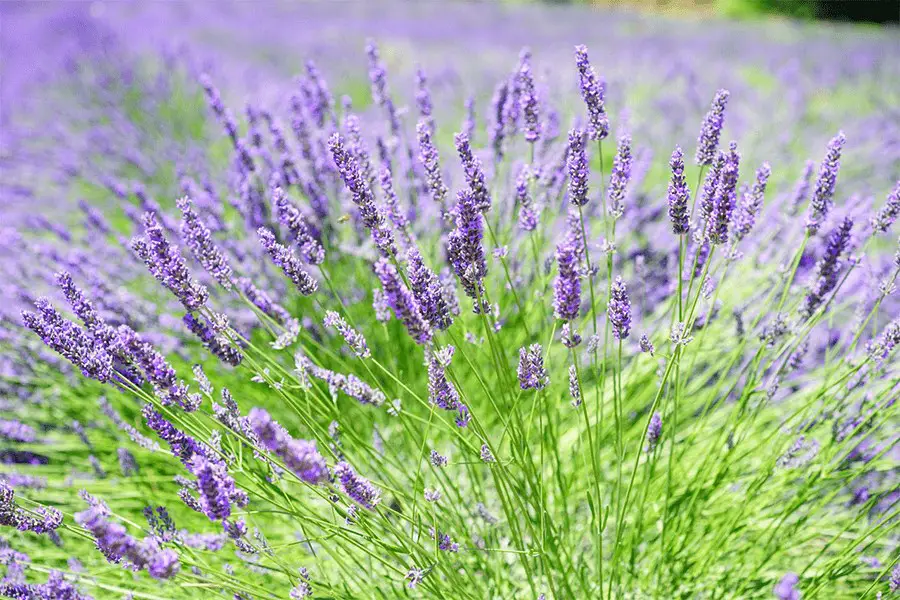 Lavender field blooms at daytime