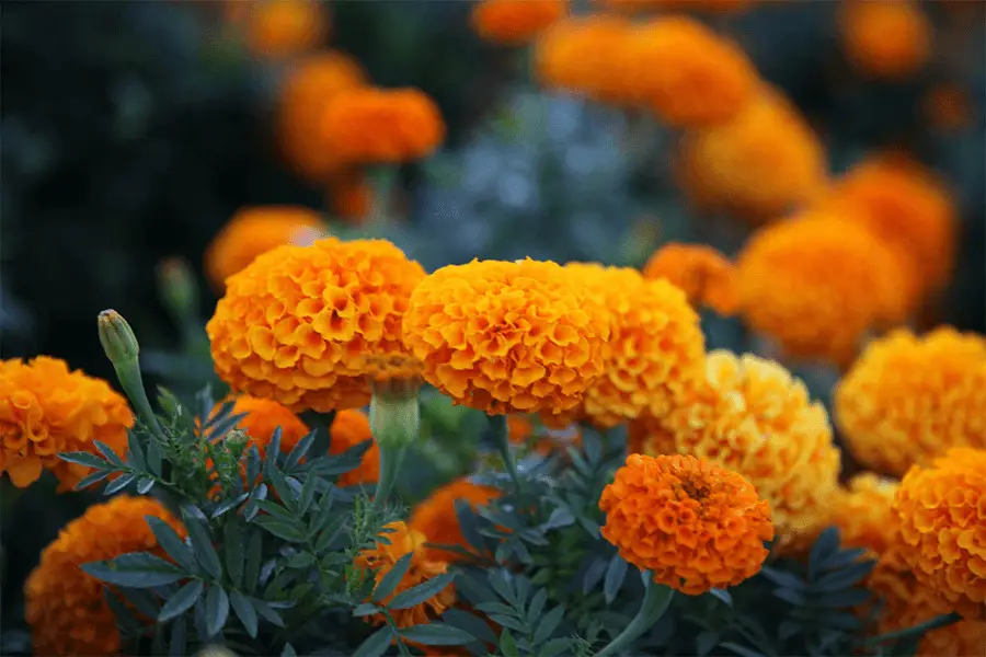 A cluster of marigold flowers, contrasting with the juniper green leaves