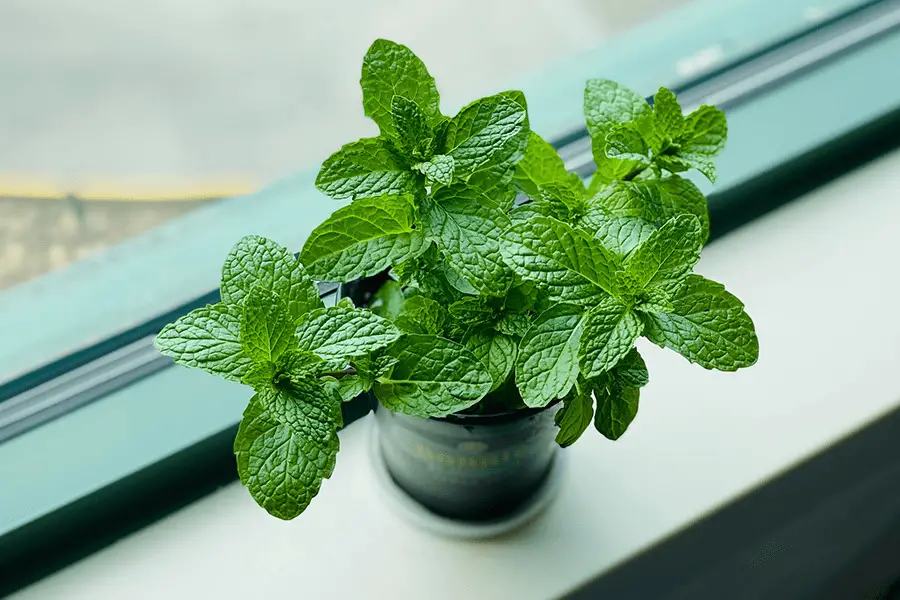 Small mint plant in black pot on window sill