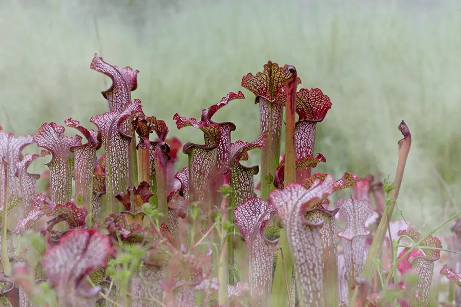 Purple pitcher plants in a shallow focus