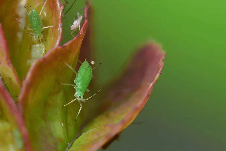 Tiny green aphids on leaves of a plant
