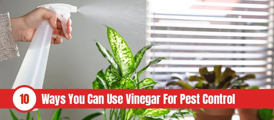 Someone spraying diluted vinegar on house plant on window sill with text: 10 ways you can use vinegar for pest control