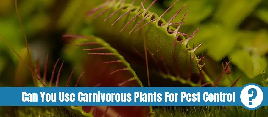 Carnivorous insects eating plant with text: Can you use carnivorous plants for pest control