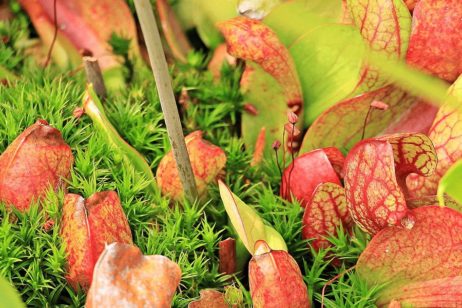 Carnivorous plants, Sarracenia, that traps and digests insects