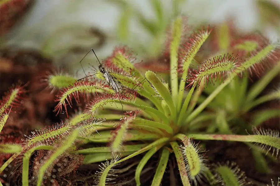Mosquito being caught by the sundew plant