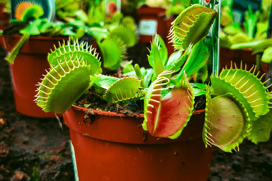 Green and red venus flytrap in brown clay pot