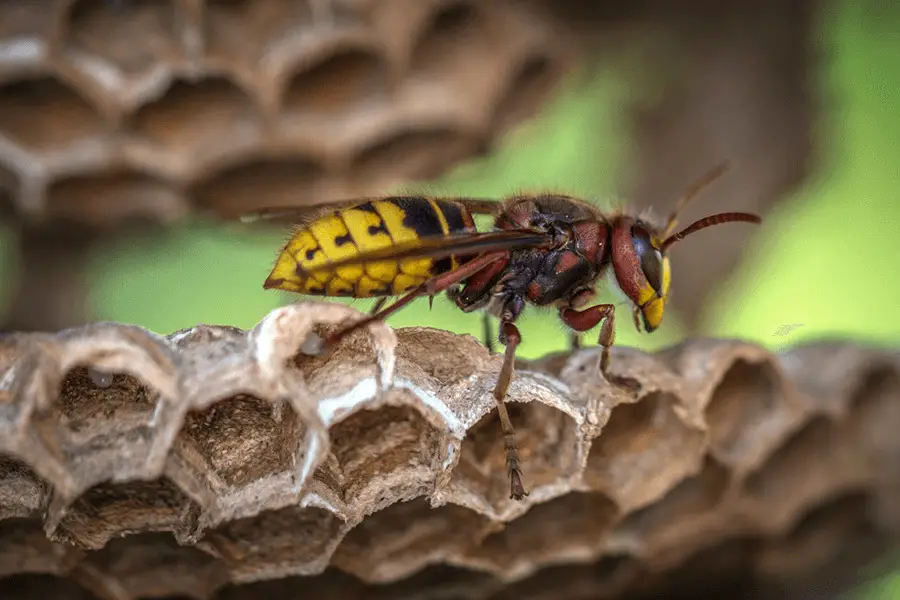 Yellow jacket wasp on hive