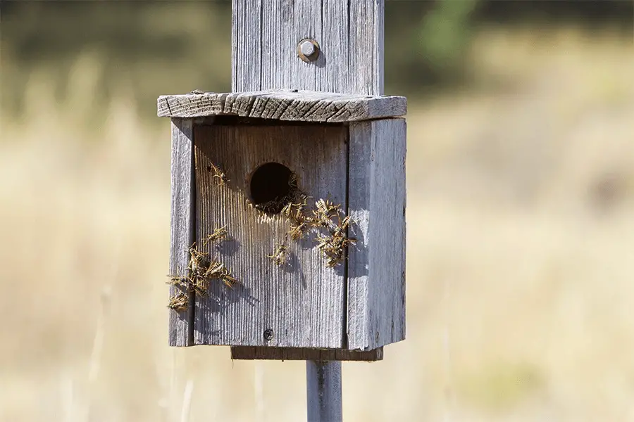 Wasps macro hive nest