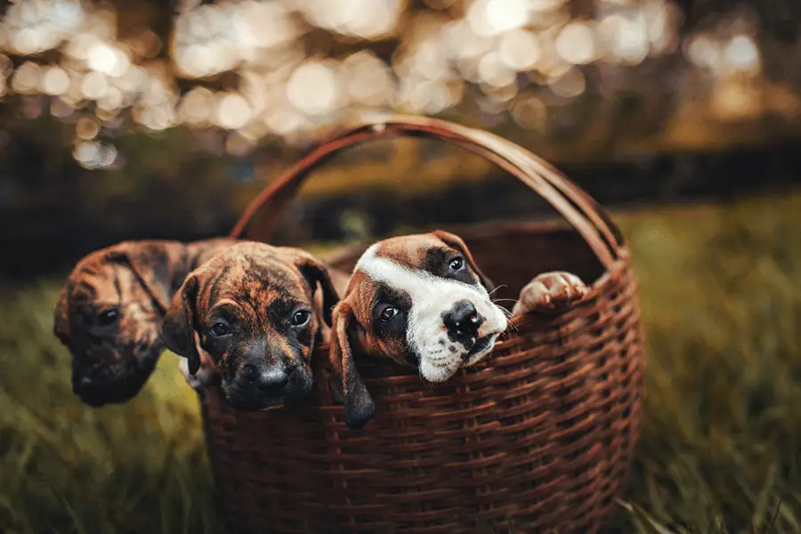 Three cute brindle puppies inside brown woven basket