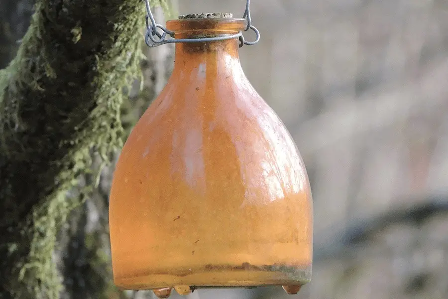 A wasp trap is hung on a tree