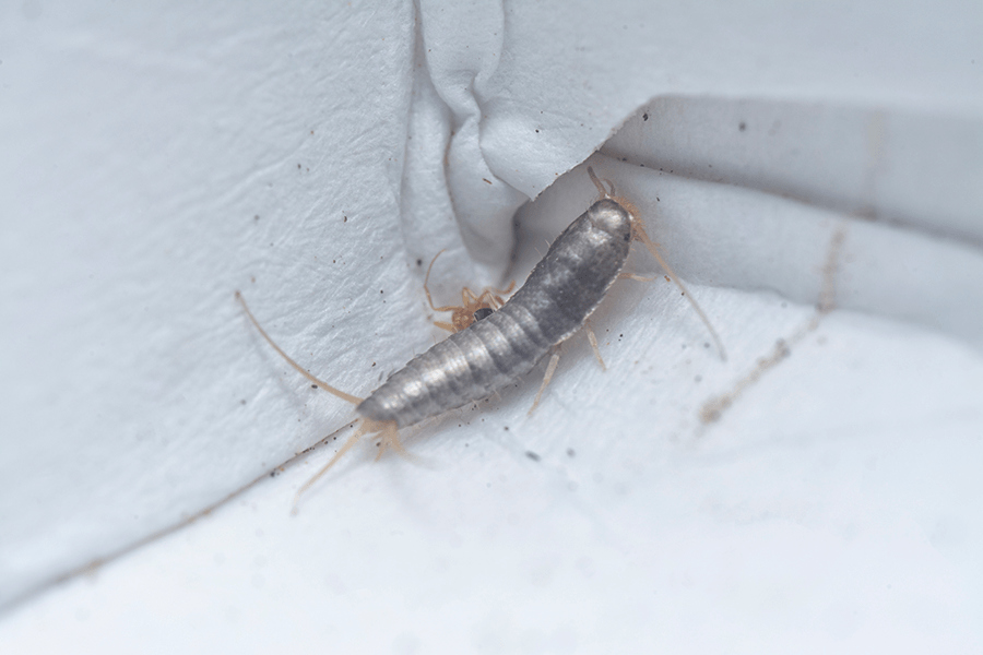 Tiny silverfish insect crawling in a corner in a house