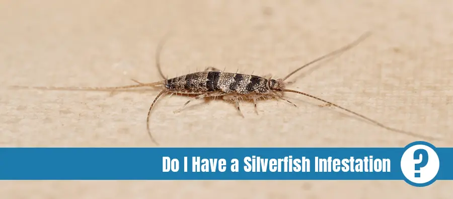 Banded silverfish lateral view, a common household pest with text: Do I have a silverfish infestation