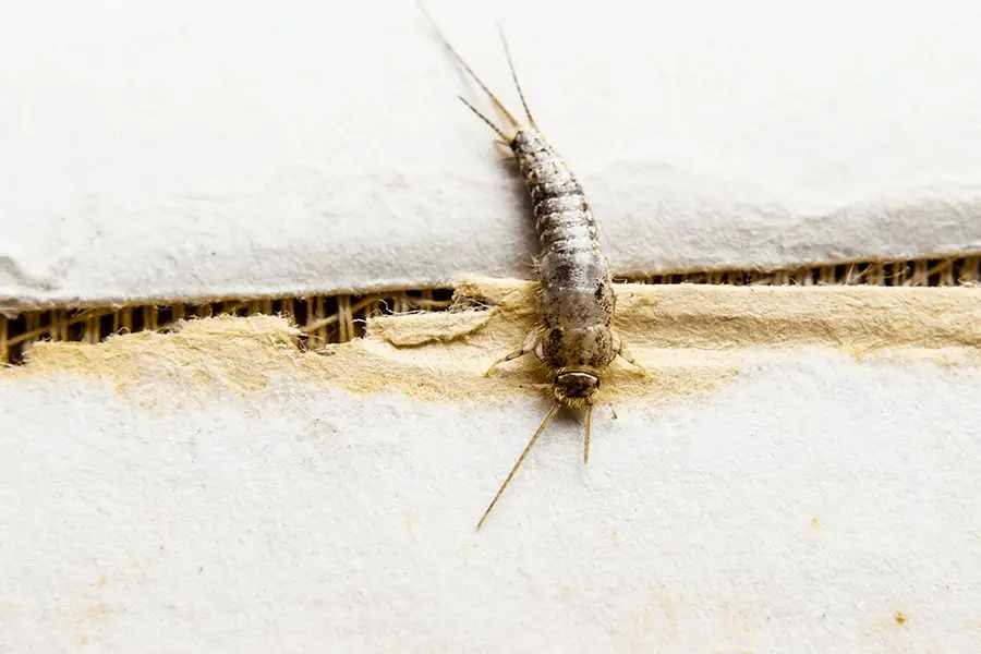 Silverfish insect feeding on paper 
