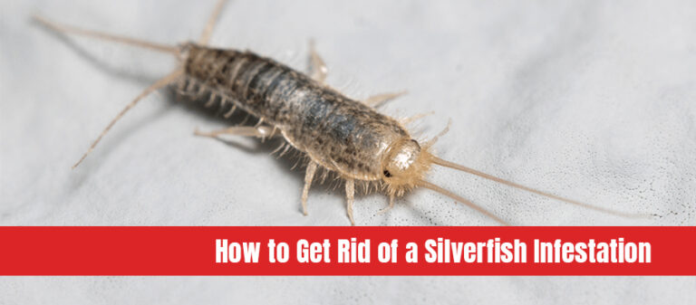 How to Get Rid of a Silverfish Infestation | Pest Control FAQ