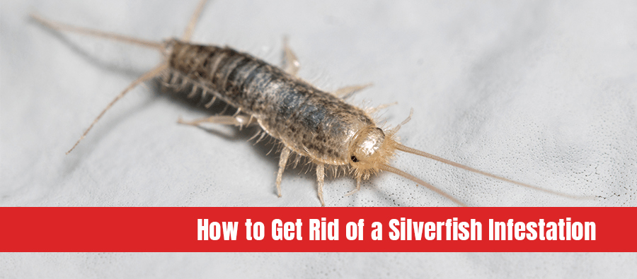 Silverfish insect, walking on a white wall with text: How to get rid of a silverfish infestation