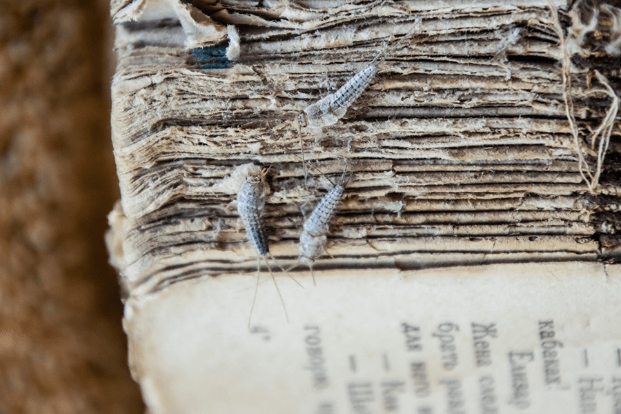 Silverfish infestation of an old book, three silverfish on the side of the book