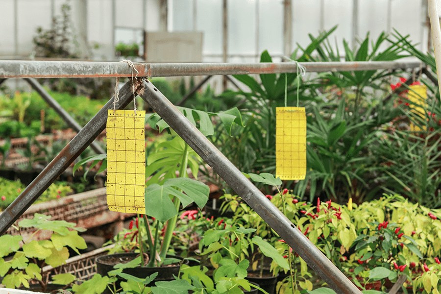 Sticky insect traps in greenhouse with green plants